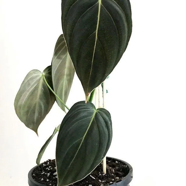 Philodendron Melanochrysum vs Micans: A Comparison of Two popular Philodendron Varieties image 4