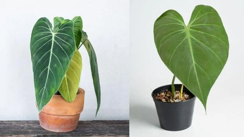 The Differences Between Philodendron Micans and Melanochrysum Plants photo 3