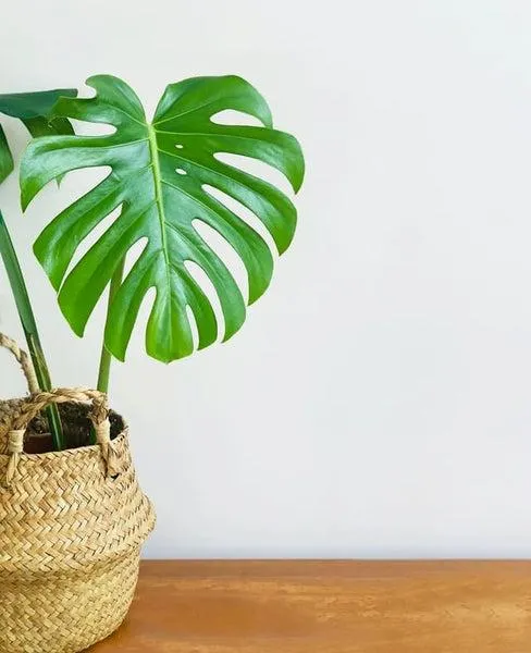 Why Philodendron and Monstera Plants Could be Dangerous for Your Dog image 2