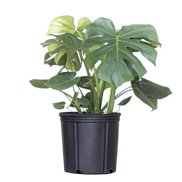 Why Philodendron and Monstera Plants Could be Dangerous for Your Dog image 3