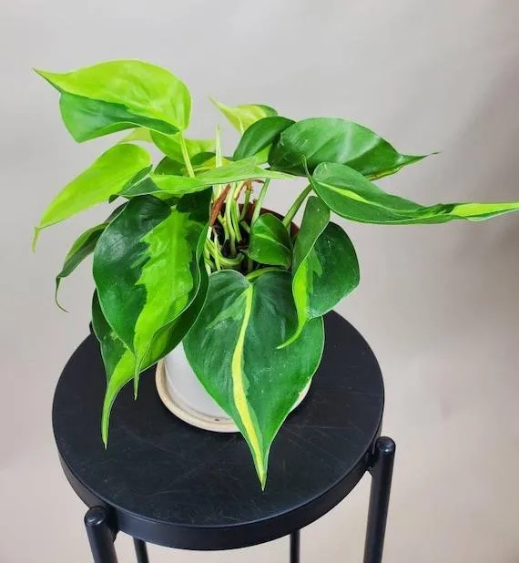 Care for Variegated Philodendron: A Guide to Keeping Your Colorful Houseplant Happy and Healthy image 4