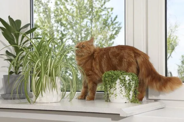 Philodendron Plants Safe for Cats – A Guide to Non-Toxic Houseplants Your Feline Friend Can Be Around image 2