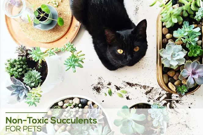 Is Philodendron Plant Safe for Cats and Dogs? A Guide to Non-Toxic Houseplants for Pets photo 3