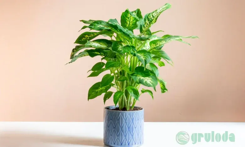 How to Care for Velvet Houseplants: Watering, Light & Growing Tips photo 4