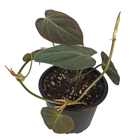 Care Guide for Velvet Leaf Philodendron – How to Grow Velvet Leaf Philodendron Plants image 3