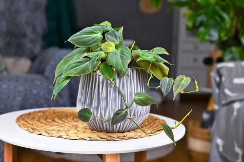 The Different Varieties of Velvet Leaf Philodendron Plants to Consider for Your Home photo 3