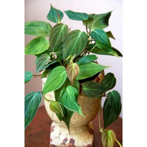 The Velvet Leaf Plant: Care, Growing Tips, and More image 4