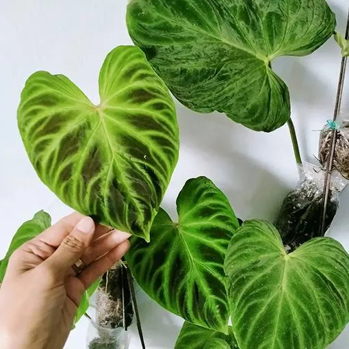 Philodendron Verrucosum Shiny Care Guide: Tips for Growing this Fascinating climber photo 2