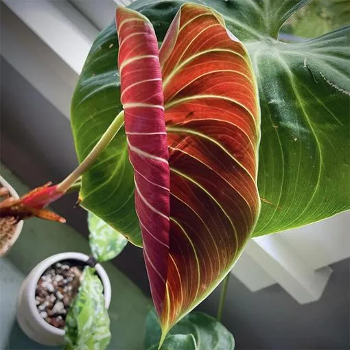 Philodendron Verrucosum Shiny Care Guide: Tips for Growing this Fascinating climber photo 4