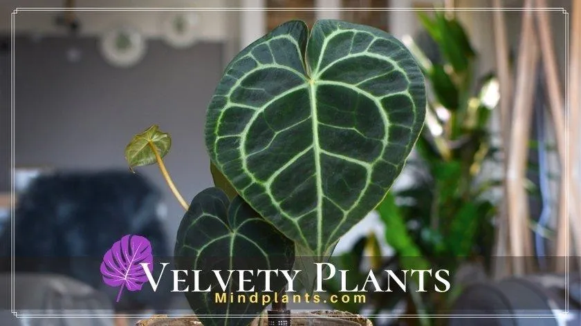 Top Velvet Leaved Houseplants to Add Texture and Color to Your Home image 2