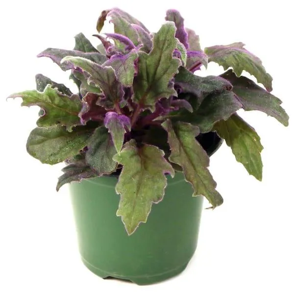 Top Velvet Leaved Houseplants to Add Texture and Color to Your Home image 3