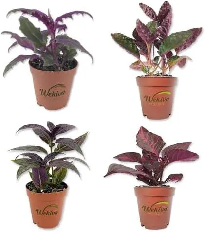 Top Velvet Leaved Houseplants to Add Texture and Color to Your Home image 4