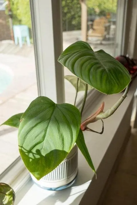 Why Your Philodendron Has Fuzzy Stems (And What It Means) photo 3