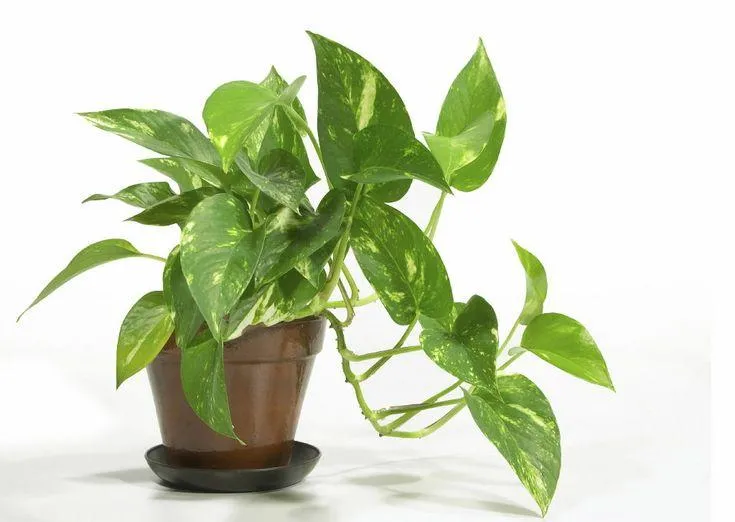 Common House Plants: Pictures and Names of Popular Indoor Greens photo 2