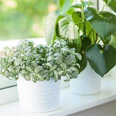 Common House Plants: Pictures and Names of Popular Indoor Greens photo 3
