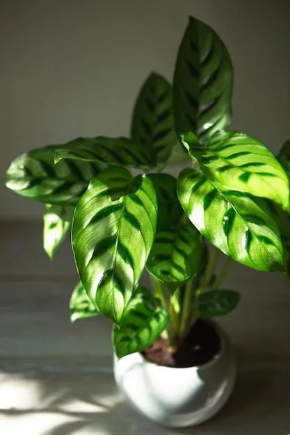 Common House Plants: Pictures and Names of Popular Indoor Greens photo 0