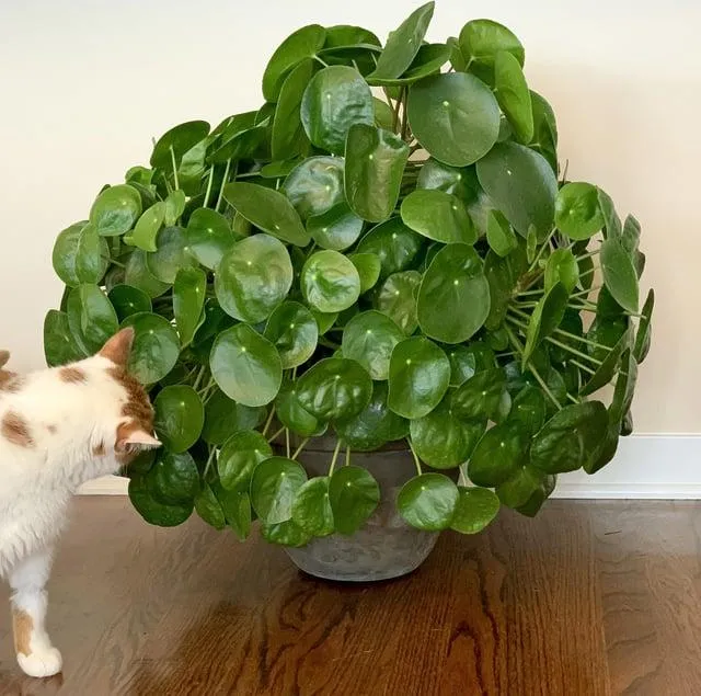 Is Pilea Plants Safe for Cats? Everything You Need to Know image 2