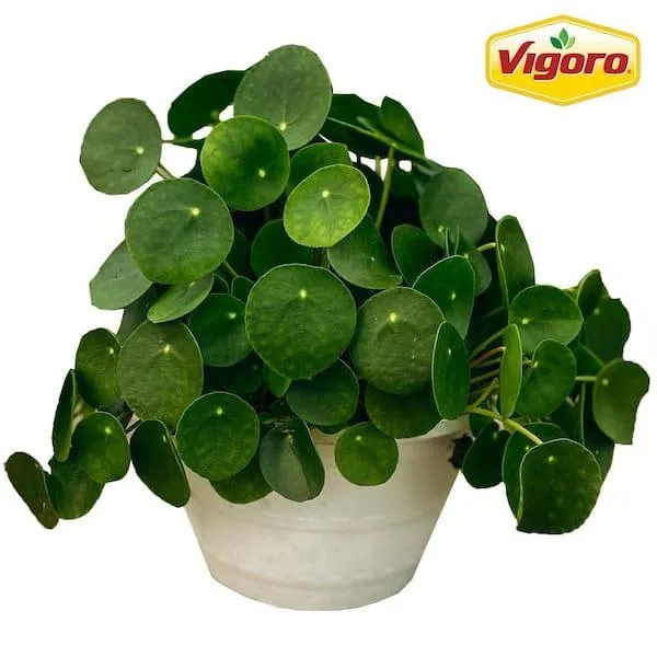Is Pilea Plants Safe for Cats? Everything You Need to Know image 3