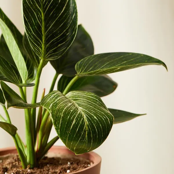 The Different Types of Velvet Philodendron Plants: A Guide to Varieties and Care photo 2