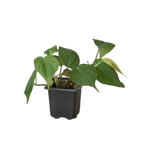 The Different Types of Velvet Philodendron Plants: A Guide to Varieties and Care photo 4