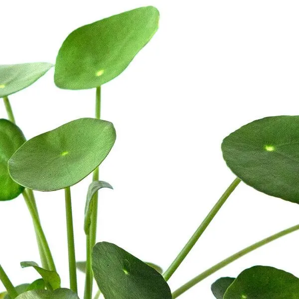How to Use a Pilea Wick to Water Your Pilea Plant for Thriving Growth image 2