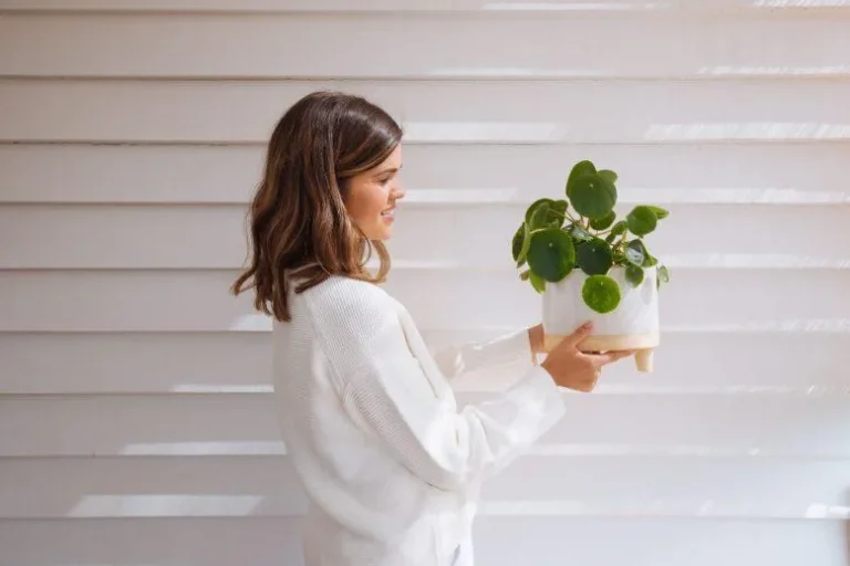 How to Use a Pilea Wick to Water Your Pilea Plant for Thriving Growth