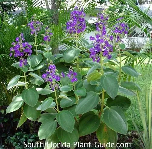 Care for Velvety Indoor Plants – How to Grow and Care for Plants with Soft, Velvet Leaves image 2