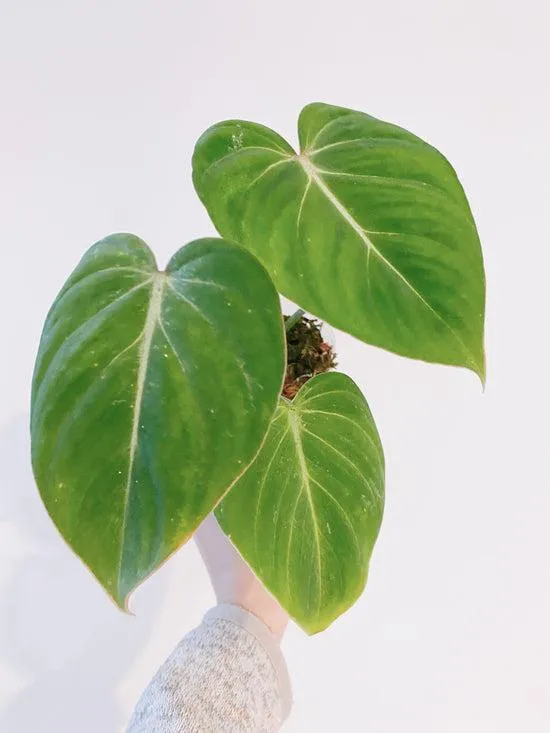 Care for Velvety Indoor Plants – How to Grow and Care for Plants with Soft, Velvet Leaves image 3