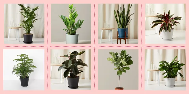 Best Indoor Plants for Homes: 8 Plants that Flourish Inside image 4