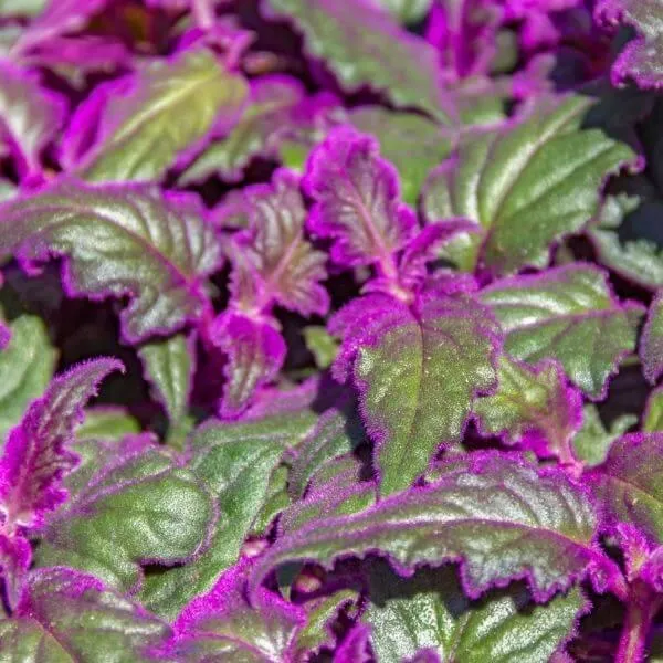 Velvety Plant Care Guide: How to Grow and Care for Velvety Plant image 2