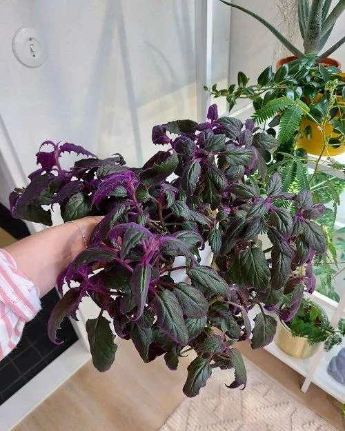 Velvety Plant Care Guide: How to Grow and Care for Velvety Plant image 4