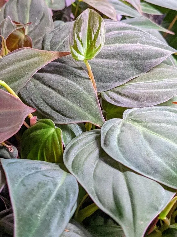 The Incredible Velvet Plant: A Fascinating Houseplant With Surprisingly Soft Leaves image 3