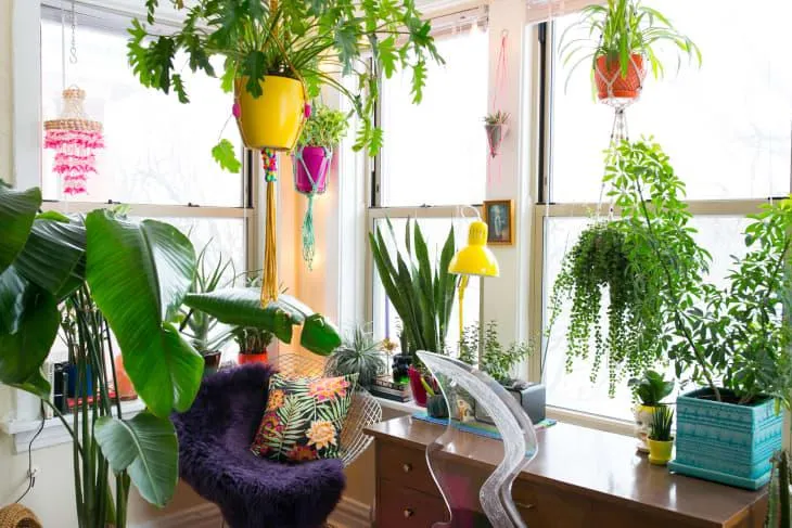 The Best Hanging Plants to Add Dramatic Style To Your Home photo 2