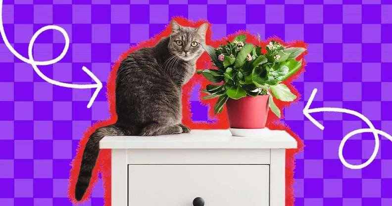 Is Your Venus Fly Trap Safe for Cats? Everything You Need to Know photo 3