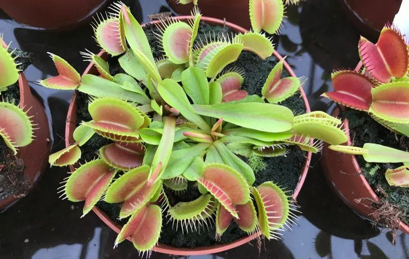 Is Your Venus Fly Trap Safe for Cats? Everything You Need to Know photo 4