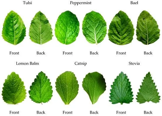Learn About Plants With Felt Like Leaves – Unique Plant Features Explained photo 2