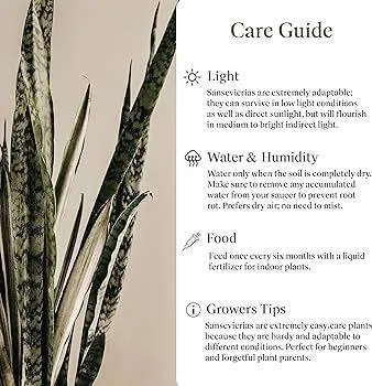 How to Care for Plants That Need No Sunlight – Indoor Plant Care Guide photo 2