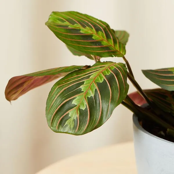 How to Care for Plants That Need No Sunlight – Indoor Plant Care Guide