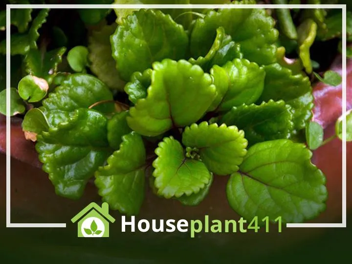 How to Plant Ivy Indoors: A Complete Guide to Growing Ivy Plants Inside Your Home image 2