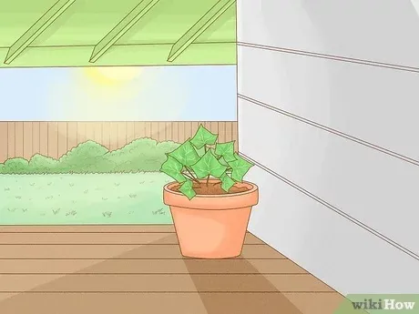 How to Plant Ivy Indoors: A Complete Guide to Growing Ivy Plants Inside Your Home image 3