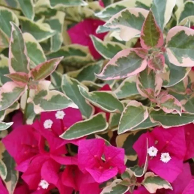 How to Care for Variegated Plants and Keep their Leaves Colorful image 3