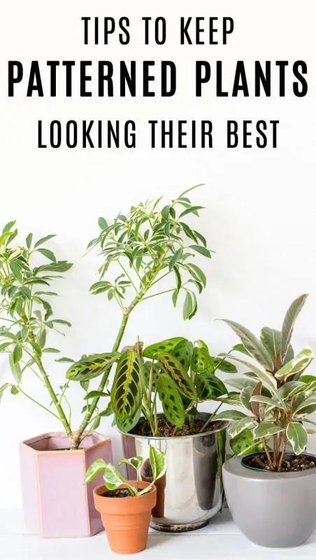 How to Care for Variegated Plants and Keep their Leaves Colorful image 4
