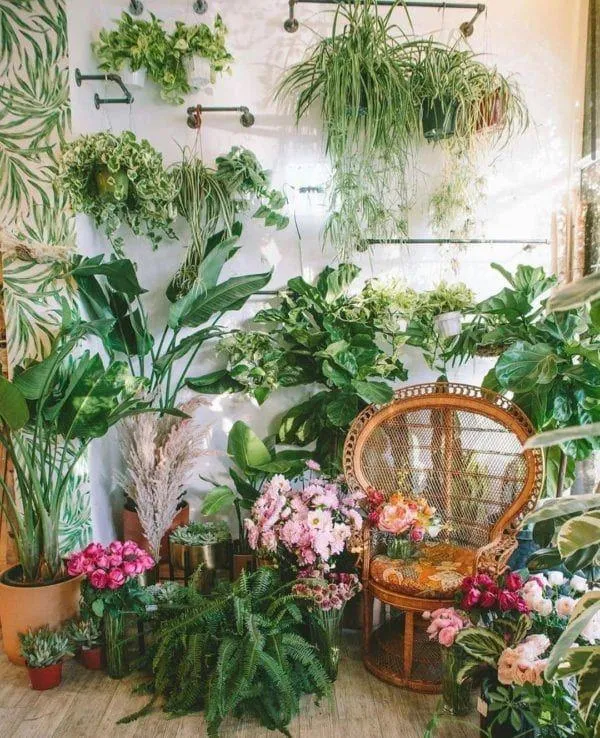 Beautiful Indoor Plants to Decorate Your Home