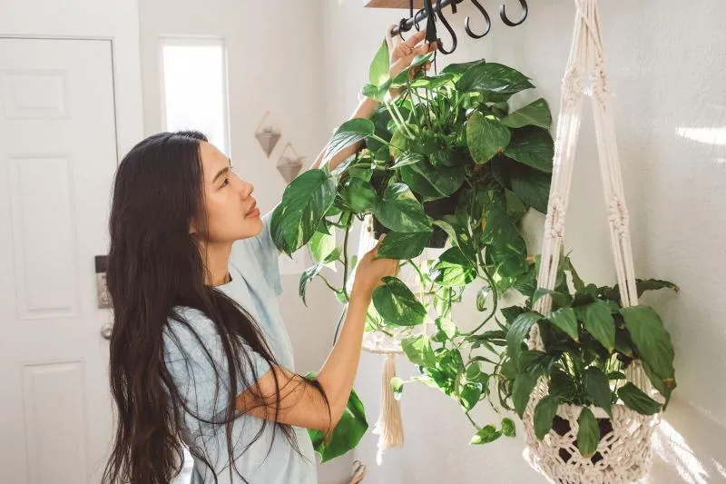 How to Care for Vines Indoors: Growing Vine Plants in Your Home image 4