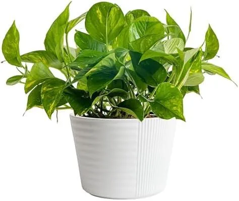 Top 10 Vining Houseplants to Add Life to Your Home photo 3