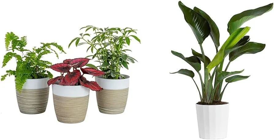 Top 10 Vining Houseplants to Add Life to Your Home photo 4