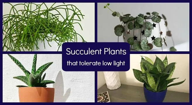 Best Plants for Low Light Conditions – Low Light Plant Ideas for Your Home image 2
