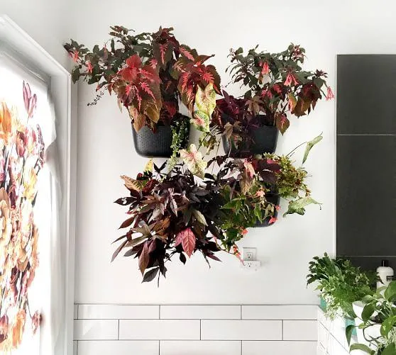 How to Choose and Care for Wall Mounted Indoor Plants photo 2