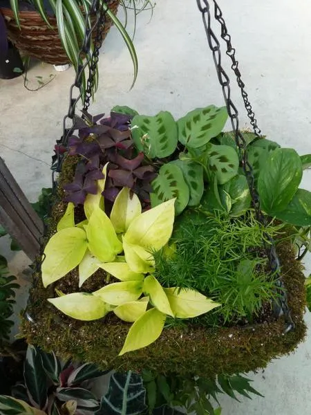 Indoor Wall Plants: Tips for Growing Beautiful Greenery Without a Yard image 3