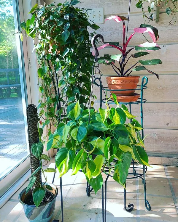Plants Like Philodendron: Top Houseplants Similar to Philodendron photo 4